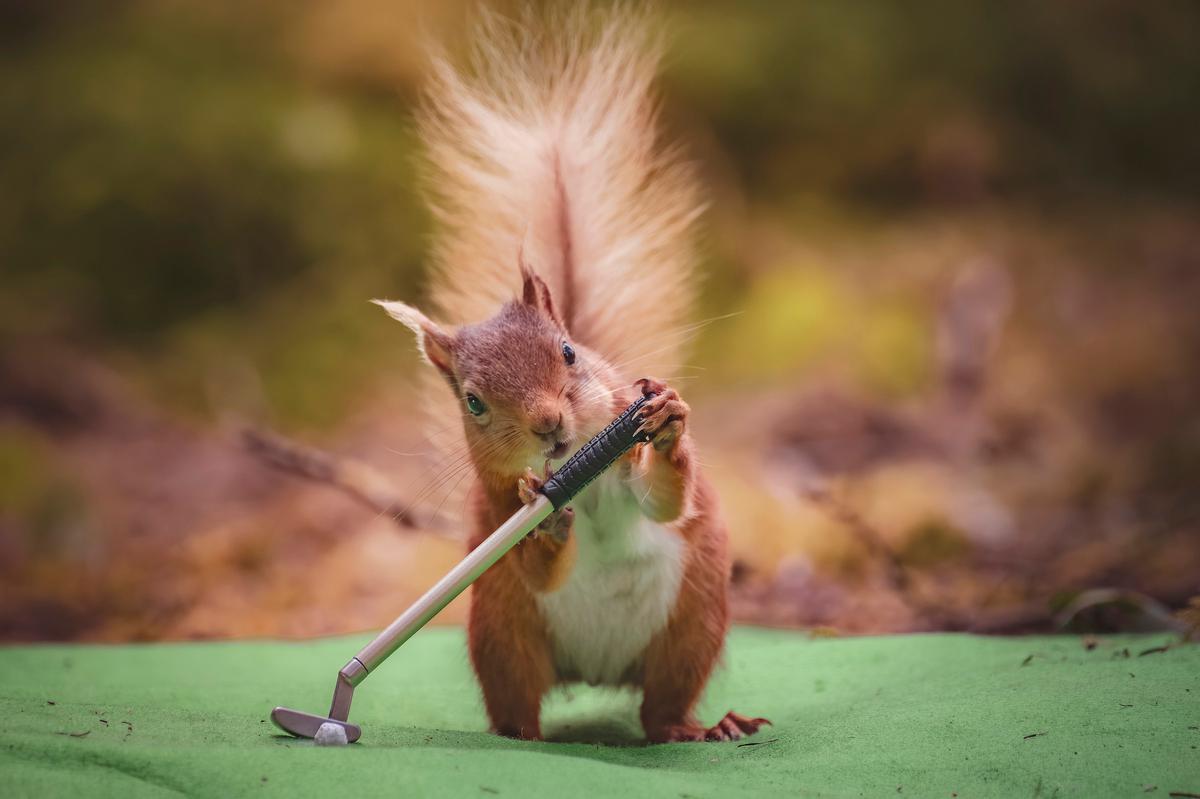A red squirrel appears to putt a golf ball on a green in this photo by David Robertshaw. (Courtesy of <a href="https://www.instagram.com/yorkshireimages">David Robertshaw Photography</a>)