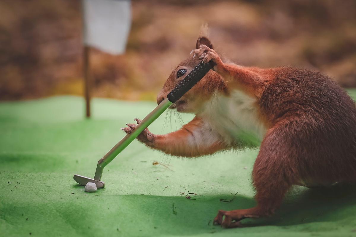 A photo of a red squirrel putting a golf ball in this photo taken by David Robertshaw. (Courtesy of <a href="https://www.instagram.com/yorkshireimages">David Robertshaw Photography</a>)