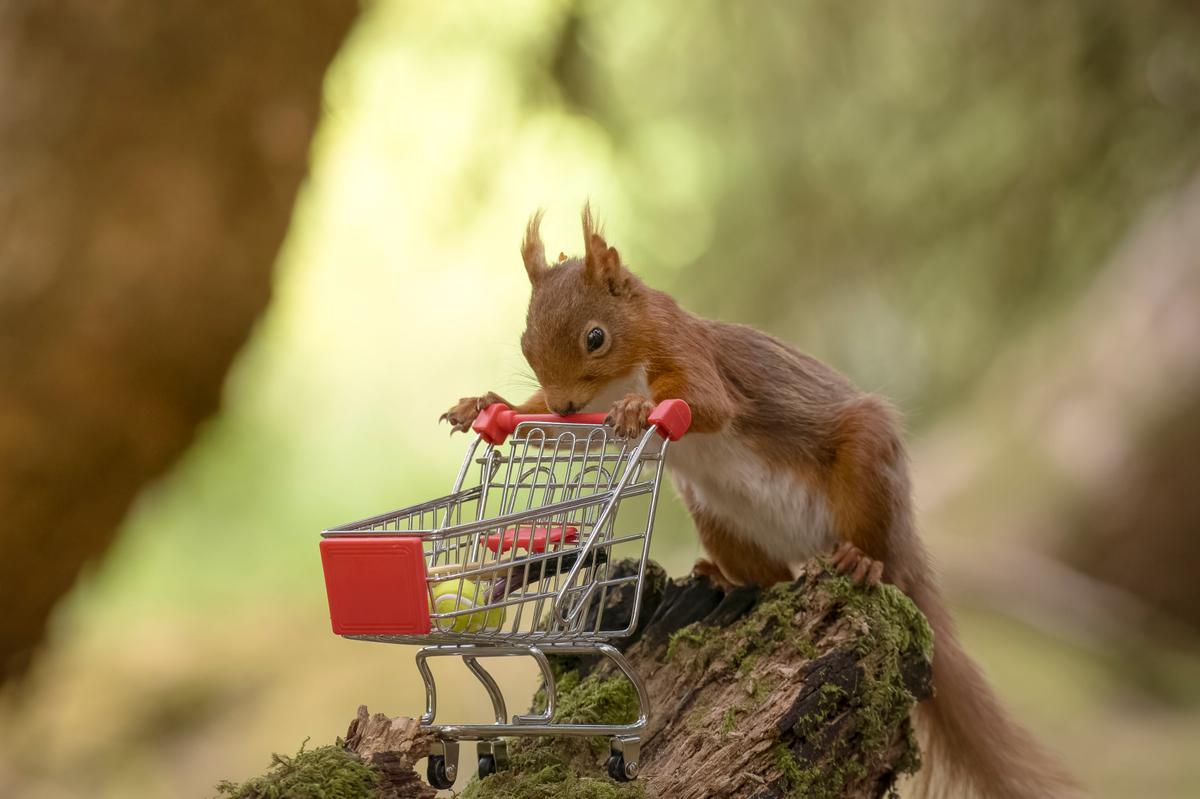 A red squirrel with a mini grocery cart, photographed by David Robertshaw. (Courtesy of <a href="https://www.instagram.com/yorkshireimages">David Robertshaw Photography</a>)