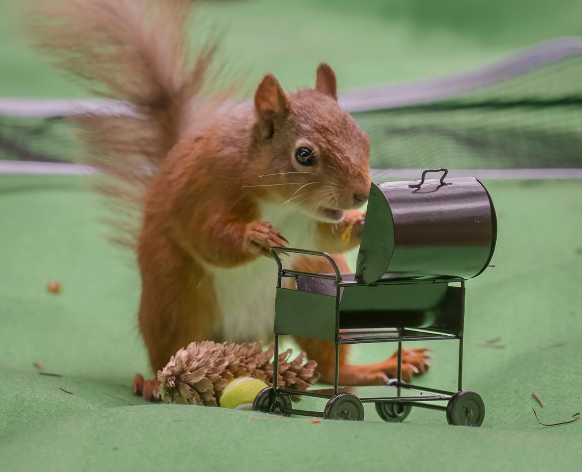 A photo of a red squirrel appearing to cook BBQ in this photo by David Robertshaw. (Courtesy of <a href="https://www.instagram.com/yorkshireimages">David Robertshaw Photography</a>)