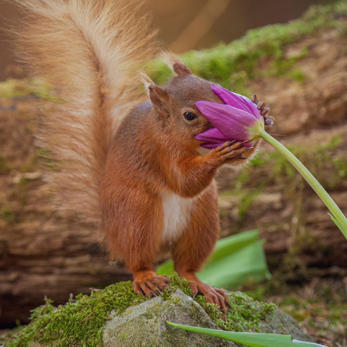 A red squirrel sniffs a flower in this photo by David Robertshaw. (Courtesy of <a href="https://www.instagram.com/yorkshireimages">David Robertshaw Photography</a>)