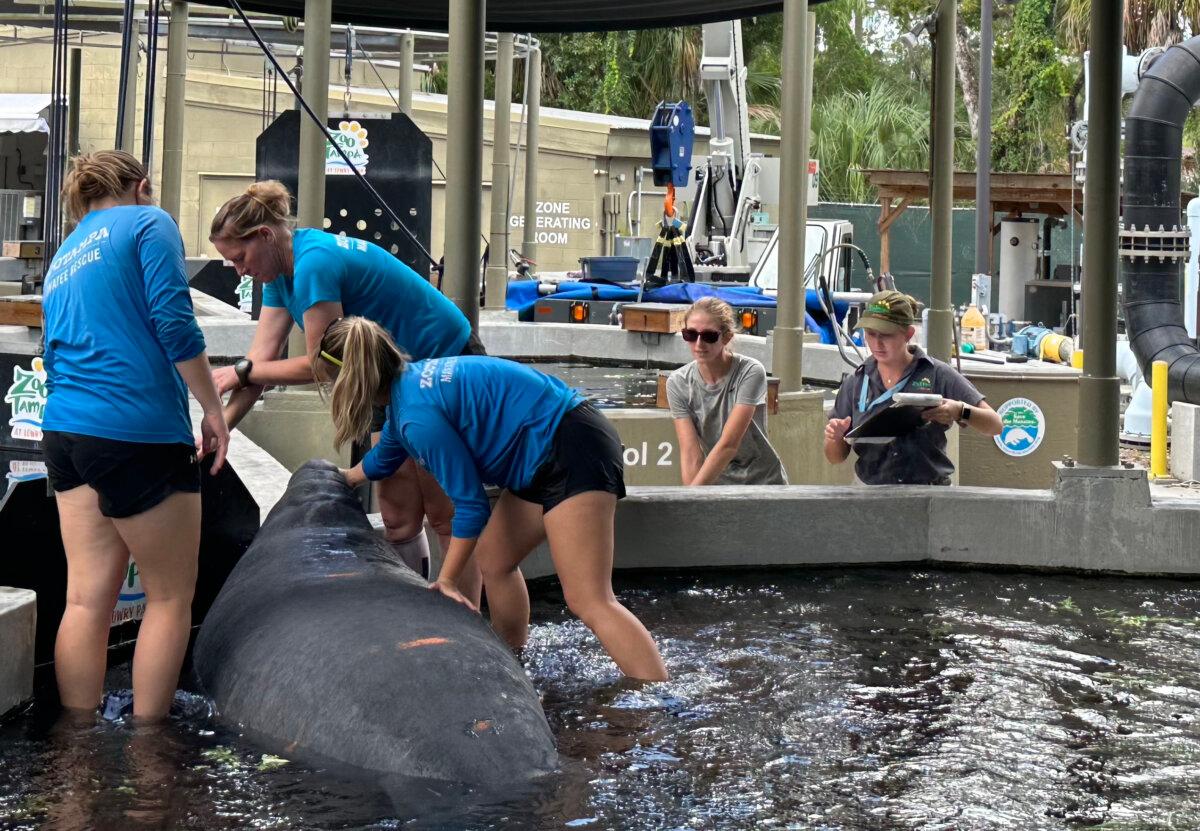 Associate curator Jaime Vaccaro (2nd L) works with zookeepers and veterinary staff to raise the floor of a manatee pool, lifting 2-year-old Soleil out of the water for a health exam at the David A Straz, Jr. Critical Care Center ZooTampa at Lowry Park in Tampa, Fla., on Oct. 5. (Nanette Holt/The Epoch Times)