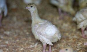 Deadly Bird Flu Reappears in US Commercial Poultry Flocks in Utah and South Dakota