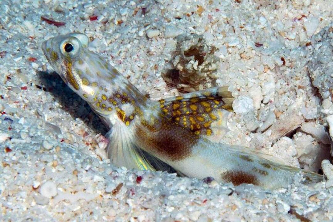 Researchers Find New Fish Species in Great Barrier Reef