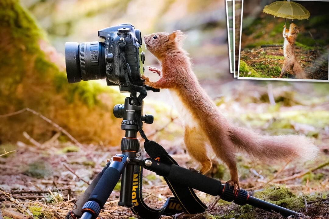Photographer Captures Moment Adorable Red Squirrels ‘Use a Camera’—And Other Cute Objects