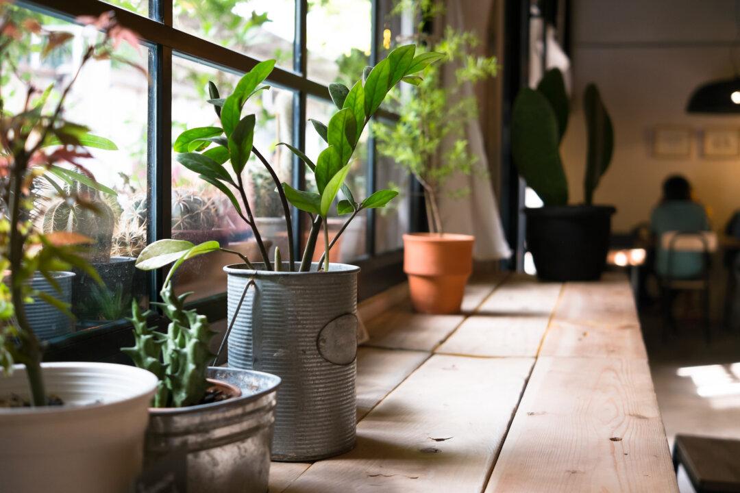 Protecting Potted Plants Over the Winter