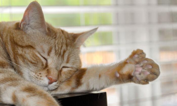 Cats With Extra Toes Nicknamed ‘Hemingway Cats’