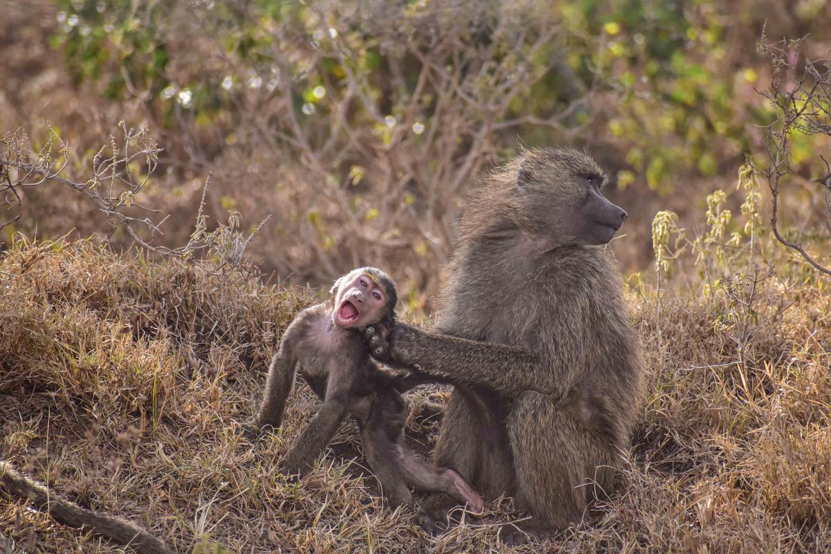 Cheeky Baboon. (©Benard Omwaka / Comedy Wildlife Photography Awards 2023)