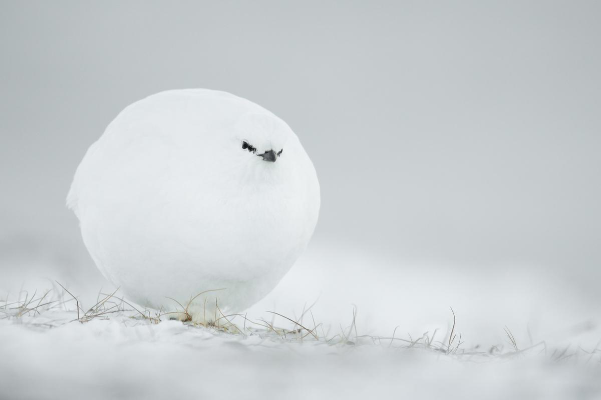Snowball. (©Jacques Poulard / Comedy Wildlife Photography Awards 2023)