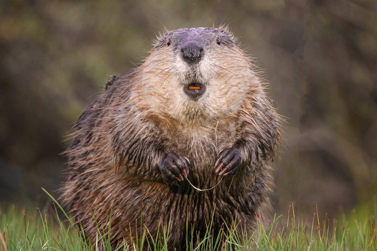 Flossing Beaver. (©Jorn Vangoidtsenhoven / Comedy Wildlife Photography Awards 2023)