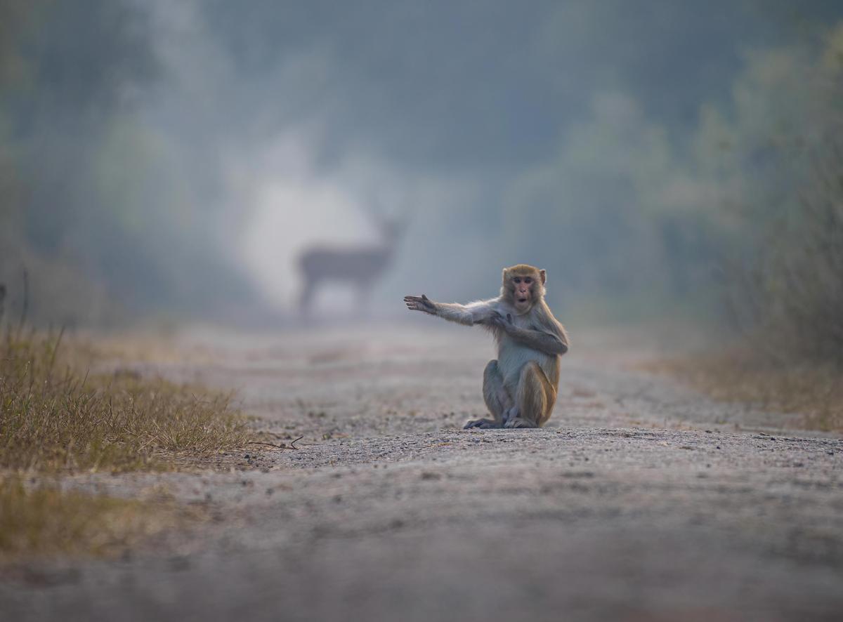 Look at right Bro. (©Pratick Mondal / Comedy Wildlife Photography Awards 2023)