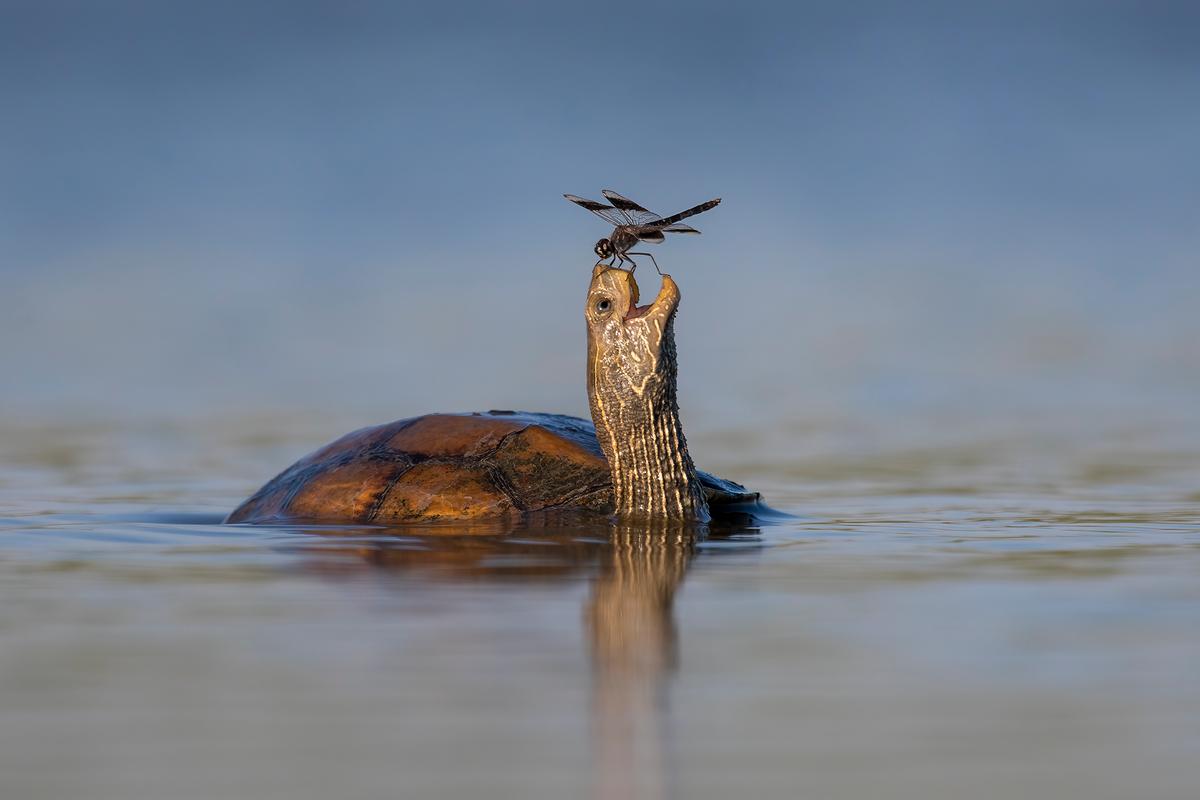 The happy turtle. (©Tzahi Finkelstein / Comedy Wildlife Photography Awards 2023)