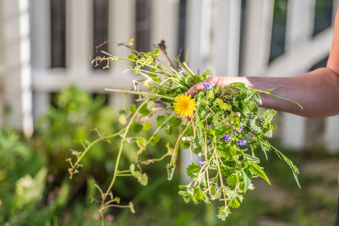 How to Get Rid of the Lawn Invader Known as Creeping Charlie