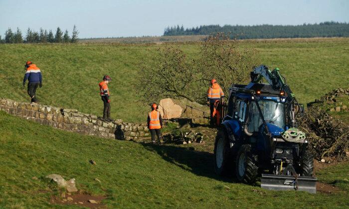 Crane Removes Famous Tree by Hadrian's Wall in England That Was Cut Down in Act of Vandalism