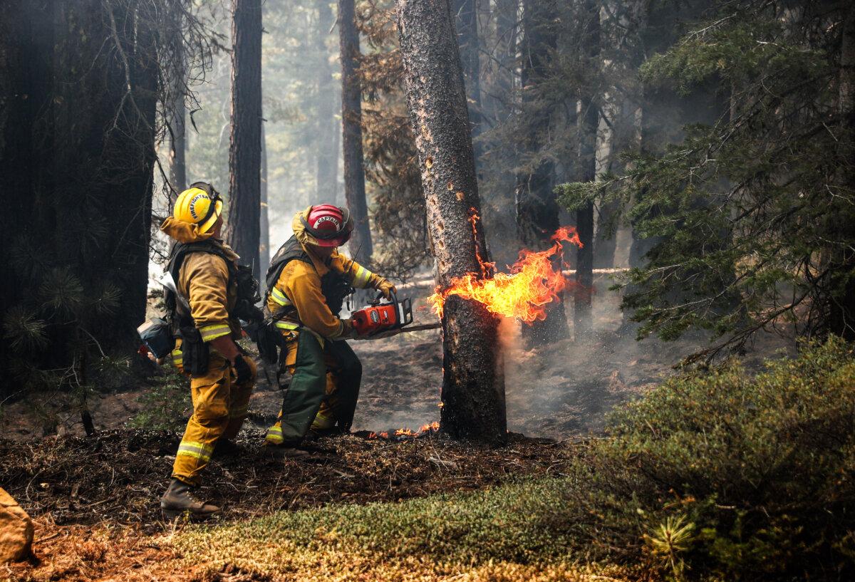  Firefighters cut down a burning tree during the Dixie Fire near Westwood, Calif., on Aug. 12, 2021. (Justin Sullivan/Getty Images)