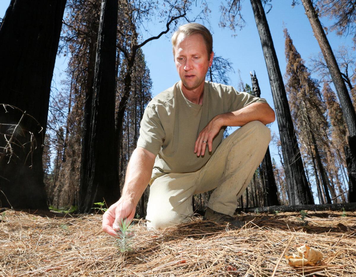 Chad Hanson of the John Muir Project inspects a young Ponderosa Pine tree growing in an area destroyed by the 2013 Rim Fire, near Groveland, Calif., on July 25, 2014. (Rich Pedroncelli/AP Photo)