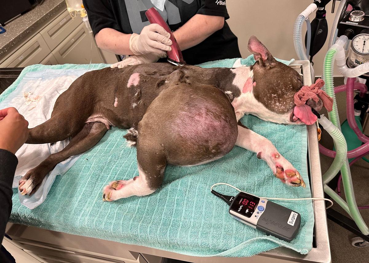Libby, the 5-year-old pit bull brought into the Humane Society for Tacoma & Pierce County on Aug. 17, undergoes surgery to remove a mass "the size of a volleyball" from her shoulder. (Courtesy of The Humane Society for Tacoma & Pierce County)