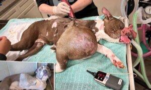Rescuer Finds Pit Bull With Volleyball-Sized Tumor, Gets Her Life-Saving Surgery—And Forever Home