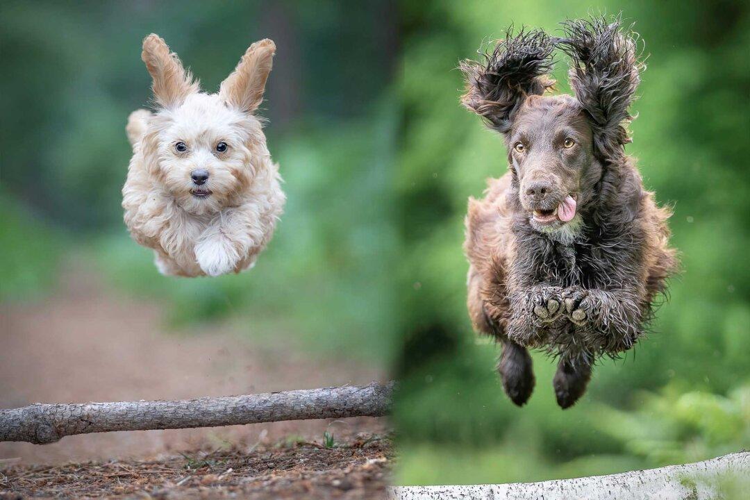 Photographer Coaxes Hilarious Dogs to Strike Their Best ‘Superman’ Pose, Captures Them in Midair