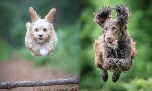 Photographer Coaxes Hilarious Dogs to Strike Their Best ‘Superman’ Pose, Captures Them in Midair