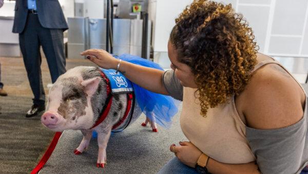 A pig from the Wag Brigade at the San Francisco International Airport entertains a passenger waiting for a flight. (Photo courtesy of the San Francisco International Airport.)