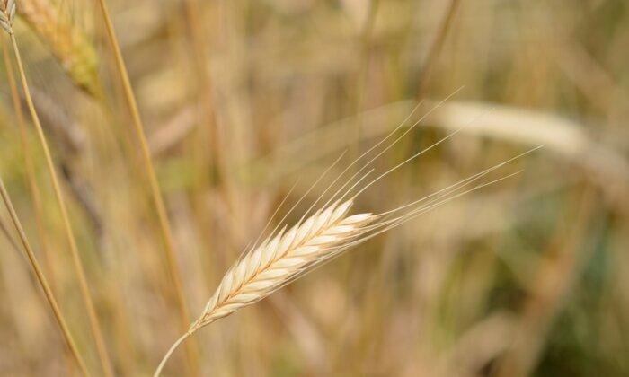 Einkorn: An Ancient Grain for Modern Times