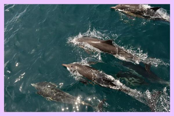 Dolphins, like these photographed near Santa Cruz Island, surrounded the Charmony around sunset during the 12-hour return trip from Catalina. (Los Angeles Times/TNS)