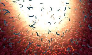 The Gut Microbiome Acts Like an Extra Liver