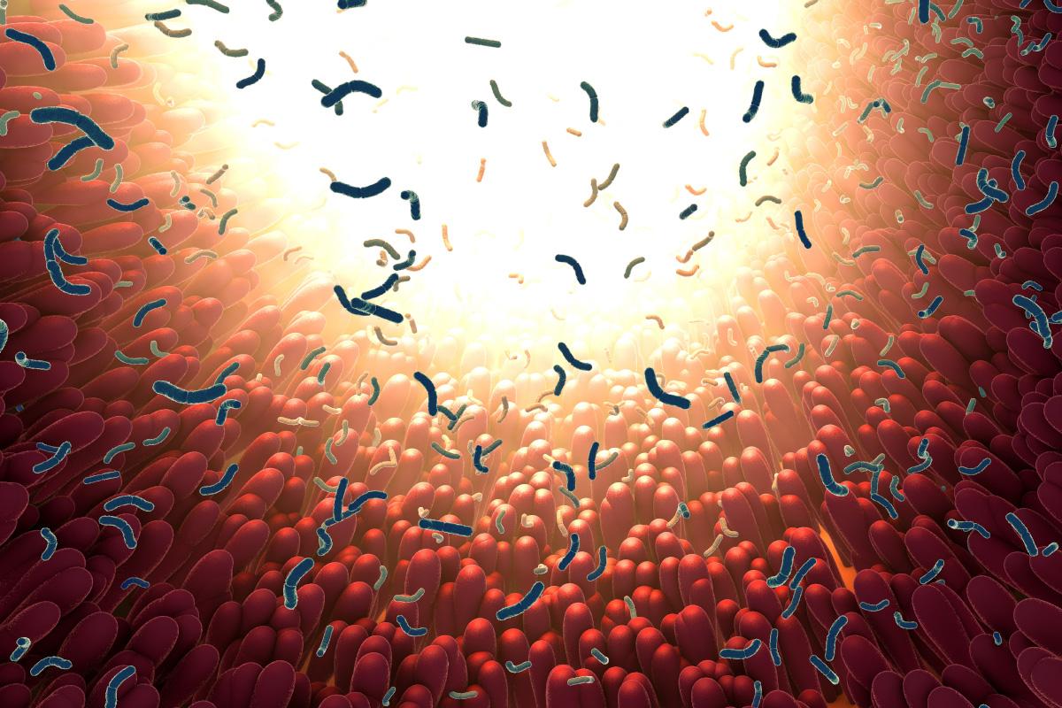 Our Gut Bacteria Change During the Day, Often Overlooked in Research