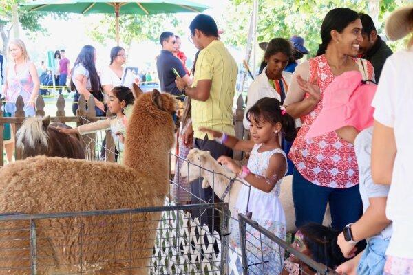 Children interact with animals at the petting zoo at the 22nd annual Irvine Global Village Festival in Irvine, Calif., on Oct. 14, 2023. (Sophie Li/The Epoch Times)
