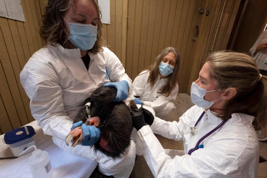 New Vaccine Expected to Give Endangered California Condors Protection Against Deadly Bird Flu