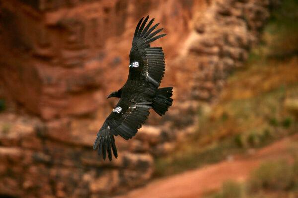 A rare and endangered California condor flies over the Colorado River in Marble Gorge, east of Grand Canyon National Park, west of Page, Ariz., on March 23, 2007. (David McNew/Getty Images)