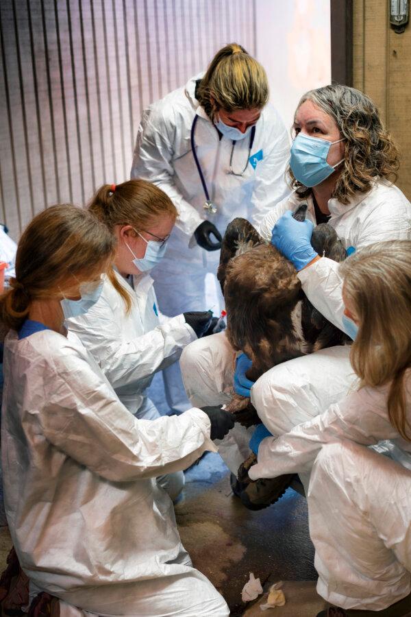 Dr. Dominique Keller, chief veterinarian (C) joined by her team showing how many it takes to administer to a California condor an avian influenza vaccine at the Los Angeles Zoo, on Aug. 15, 2023. (Richard Vogel/AP Photo)