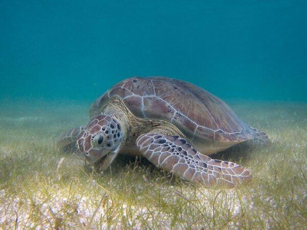 A green sea turtle grazing on seagrass. (P.Lindgren/CC BY-SA 3.0)