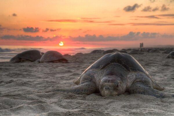 An olive ridley sea turtle nesting on Escobilla Beach, Oaxaca, Mexico. Female sea turtles migrate long distances to nest on favored beaches. (Claudio Giovenzana/CC BY-SA 3.0)
