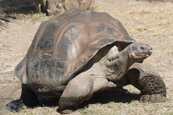A dome-shelled Galápagos giant tortoise. (Mfield/CC BY-SA 3.0)