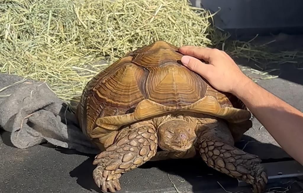 Tortoise, Frank the Tank, Found Wandering in a BC Field of Bok Choy Needs Home