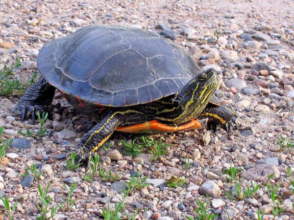 The painted turtle is often seen basking in the sun on a rock or stump along the water’s edge. (Gary Eslinger/USFWS) (Public Domain)