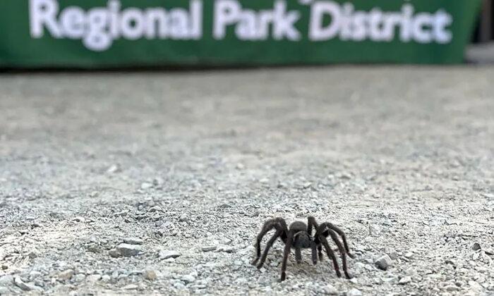The Hills Are Crawling With Gentle Giants: The Tarantulas of California’s Bay Area