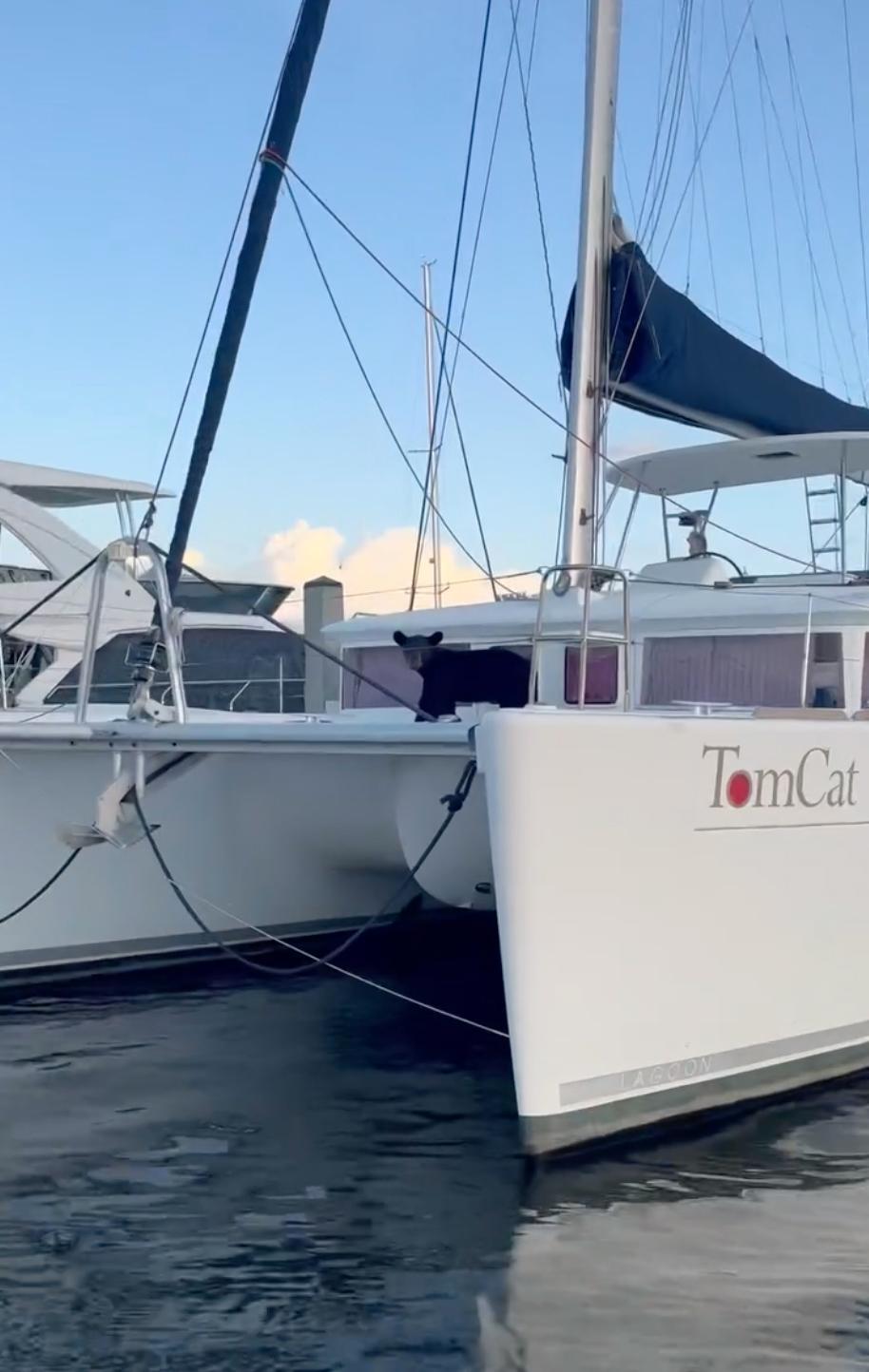 Screenshot from a video of a black bear on a 50-foot catamaran named "TomCat," which was docked at the Naples Sailing and Yacht Club. (Courtesy of TowBoat US Naples and Marco Island)