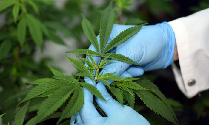 ‘No Sufficient Evidence’ to Legalise Cannabis in Australia: Peak Medical Body