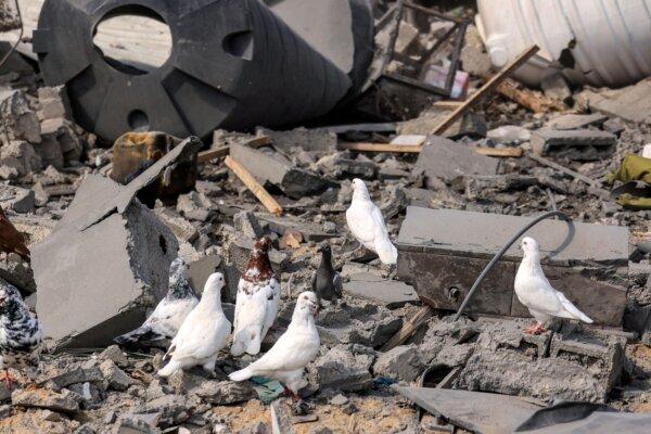 Pigeons perch on the rubble of a destroyed building following Israeli bombardment in Khan Yunis in the southern Gaza Strip on Oct. 18, 2023. (Mahmud Hams/AFP via Getty Images)