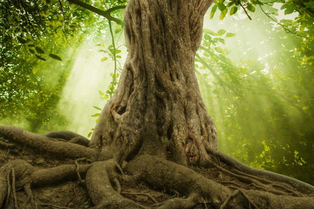 Grim Future for German Fairytale Forest