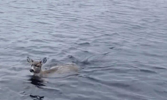 Deer Struggling in Cold Alaskan Waters Saved by Wildlife Troopers Who Give Them Lift in Their Boat