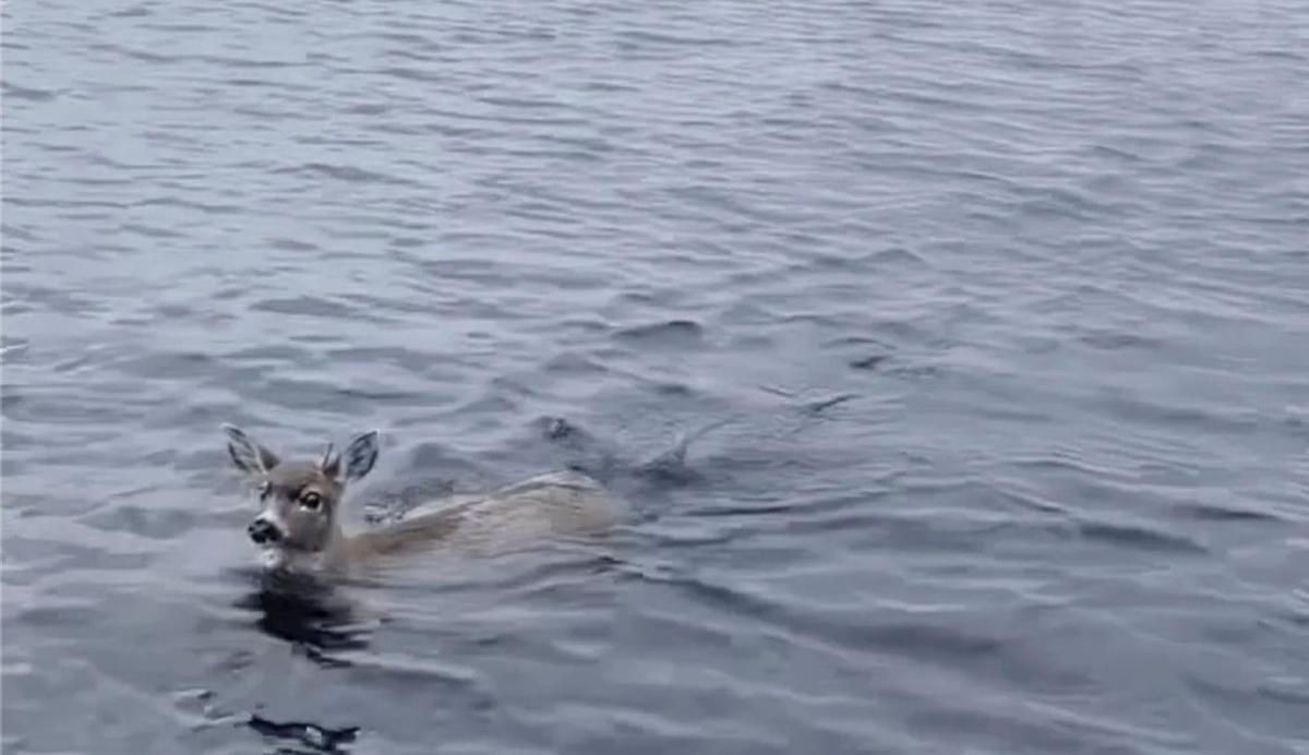 Deer Struggling in Cold Alaskan Waters Saved by Wildlife Troopers Who Give Them Lift in Their Boat