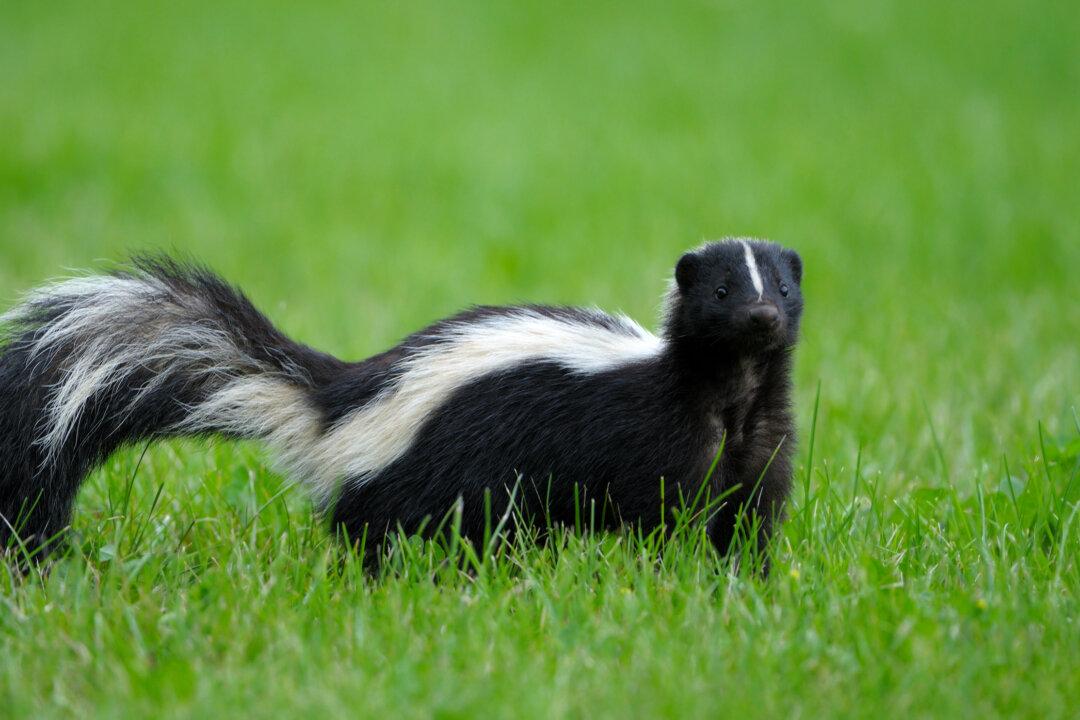 Skunk Remedies Safe for Puppy