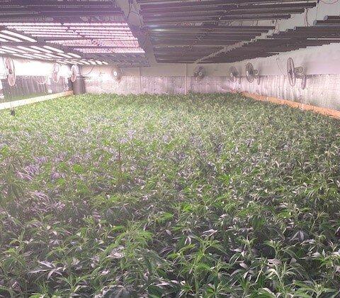 Massive Cannabis-Growing Warehouse Raided in Oakland, Worth $36.9 Million
