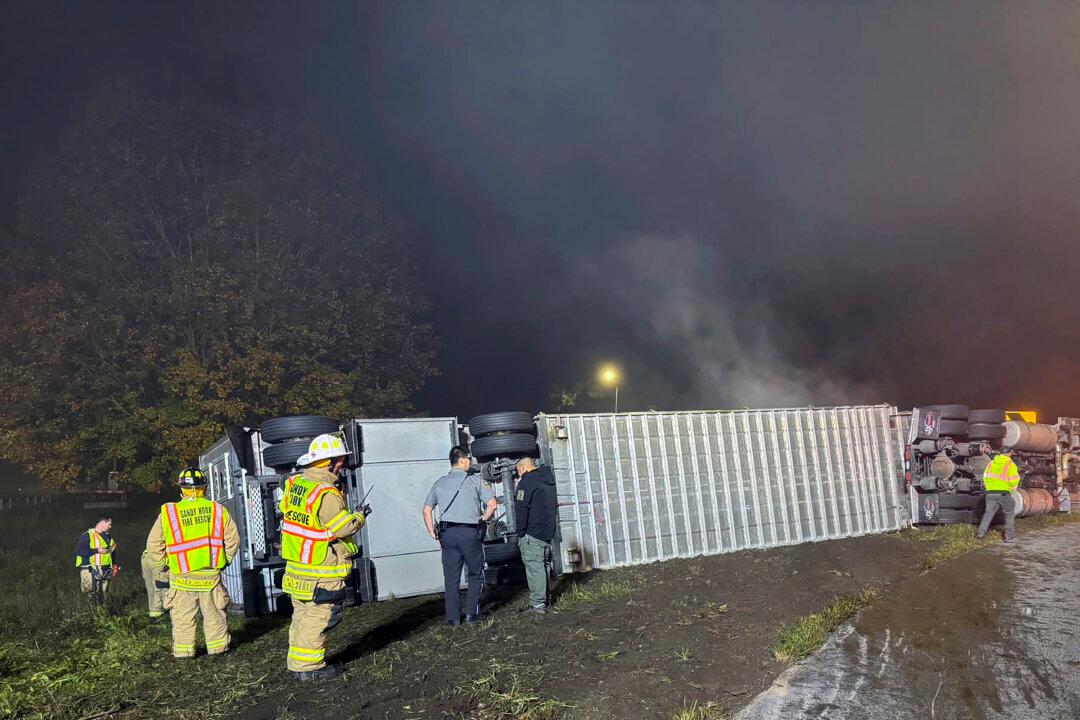 14 Cows Killed, Others Survive Truck Rollover Crash in Connecticut