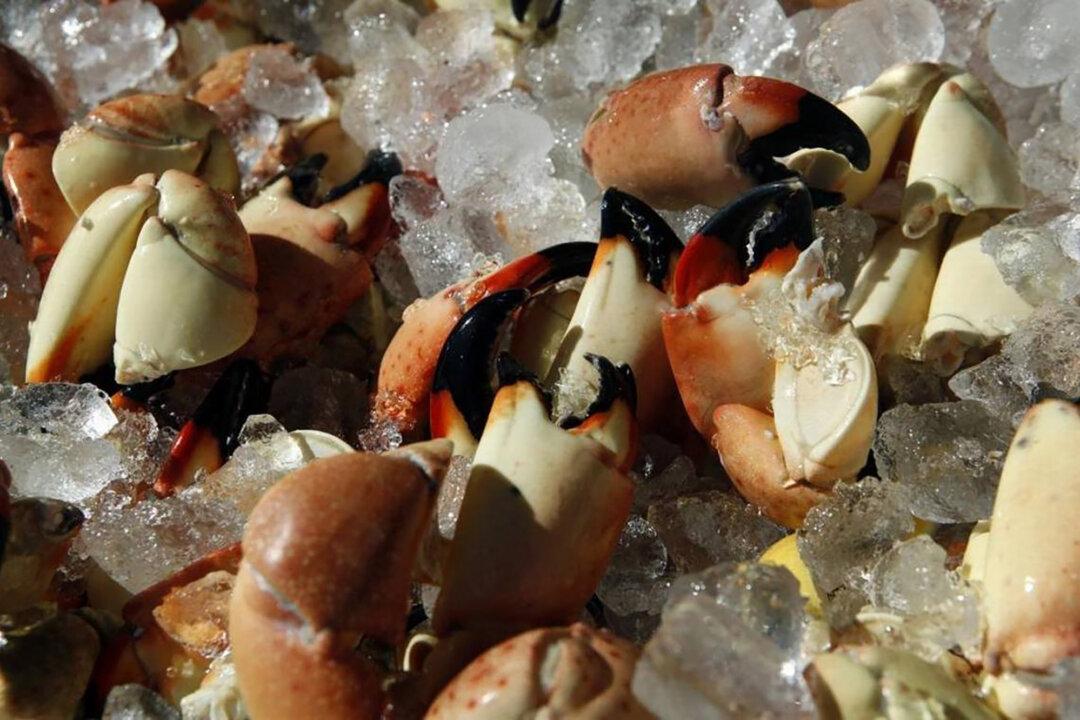 ‘Everybody Goes Crazy’: Stone Crab Season Takes Over Miami