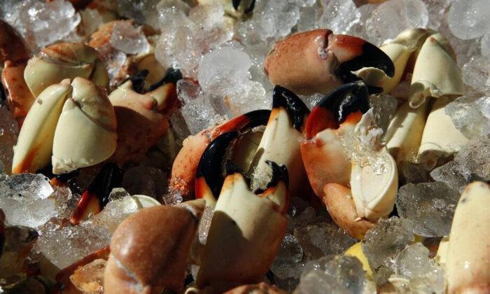 ‘Everybody Goes Crazy’: Stone Crab Season Takes Over Miami